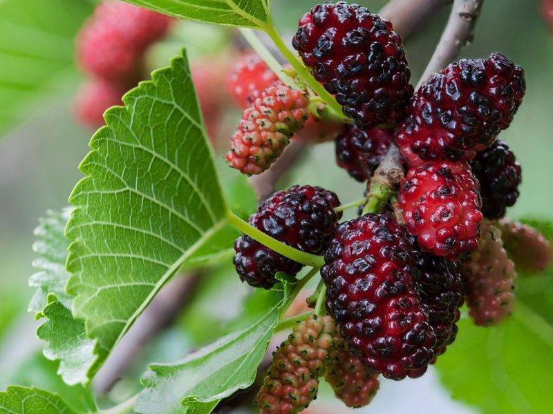 Шелковица купить саженцы из питомнике в Йошкар-Оле