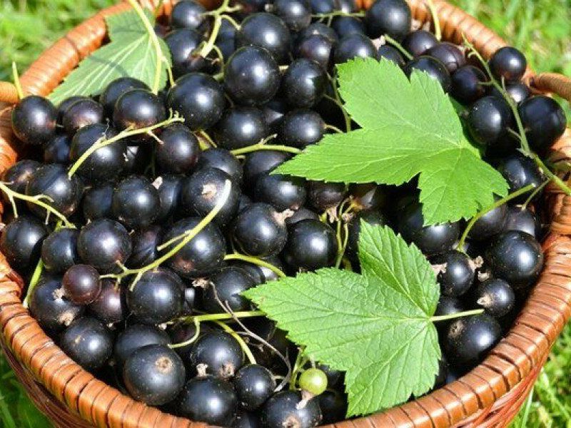 Смородина купить саженцы из питомника в Йошкар-Оле