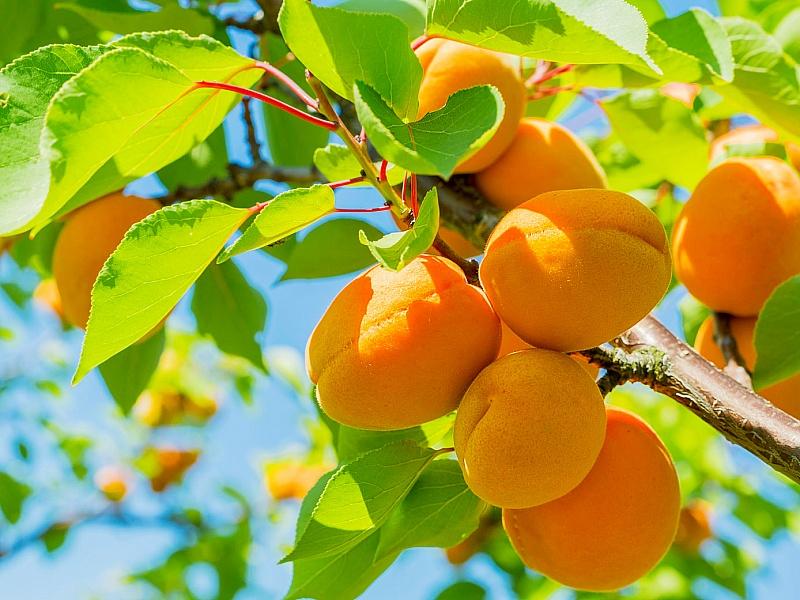 Абрикос купить саженцы из питомнике в Йошкар-Оле
