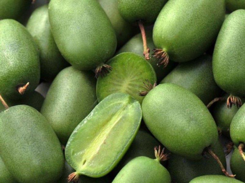 Актинидия купить саженцы из питомнике в Йошкар-Оле