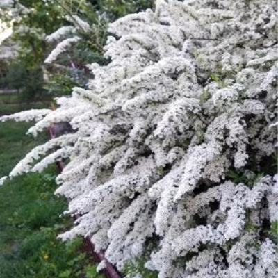 Спирея "ГРАЦИОЗА" (стакан Р9)