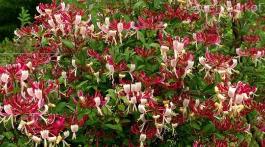 Жимолость декоративная «Серотина»
