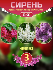 Саженцы сирени Красная Москва, Жанна д'Арк, Виолетта