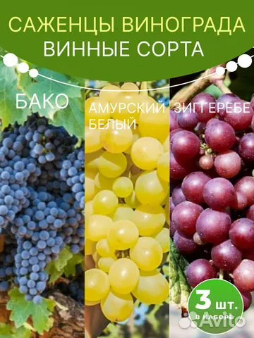 Виноград саженцы комплект Бако, Амурский Белый, Зиггеребе 3 шт.
